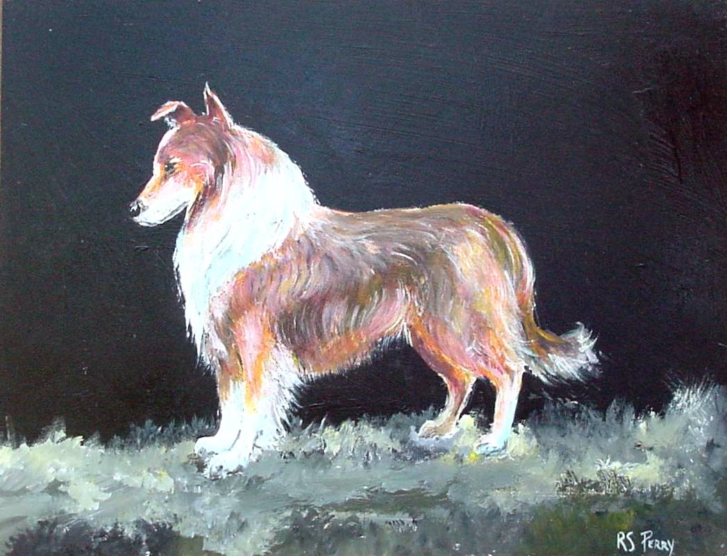 #26 Collie 12x16