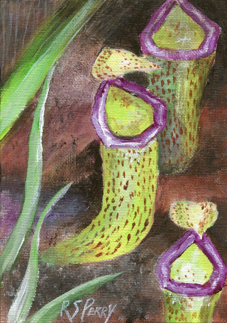 Nepenthes Raffiesiana (Large)-001