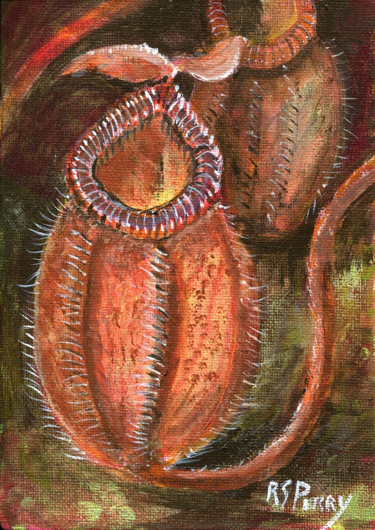 Nepenthes Rajh 1.1.2020-006 (Large)