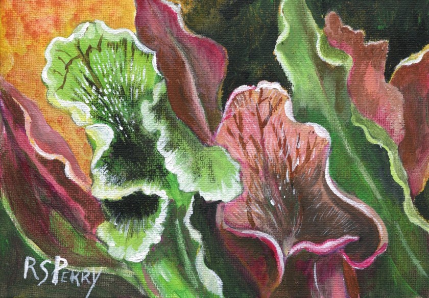 Sarracenia Purpurea 1.1.2020-005 (Large)