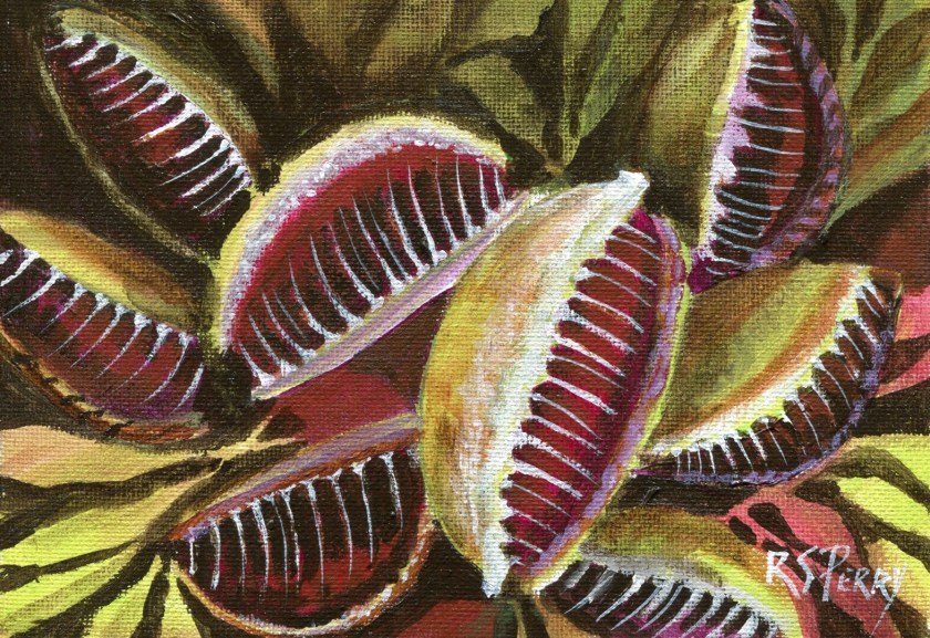 Venus Flytrap pitcher plant (Large)-002