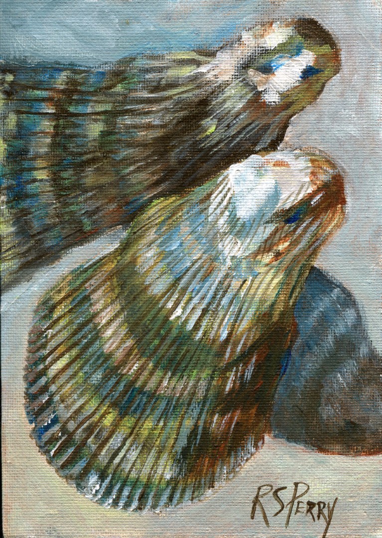 Atlantic Ribbed Mussels 2.1.2020-006 (Large)