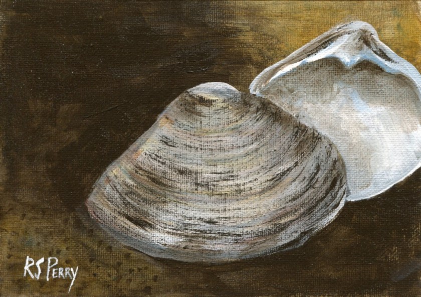 Mya Arenaria clam 2.2.2020-005 (Medium)