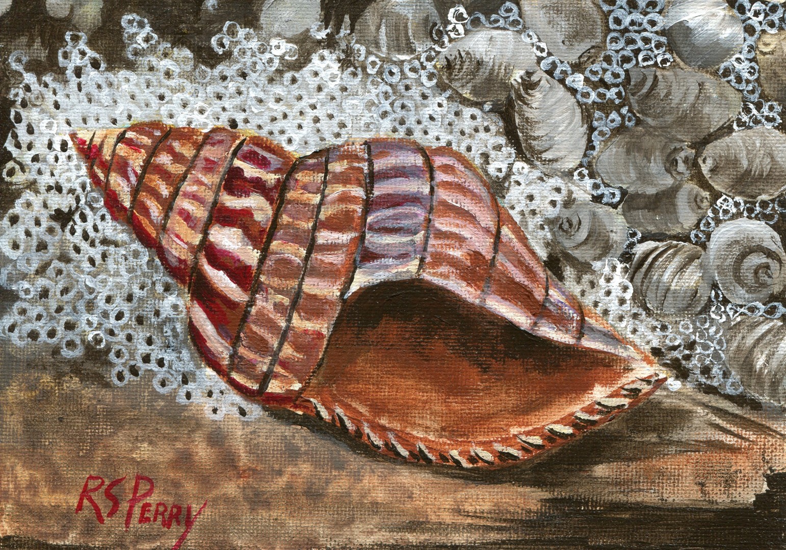 Banded Tulip internet