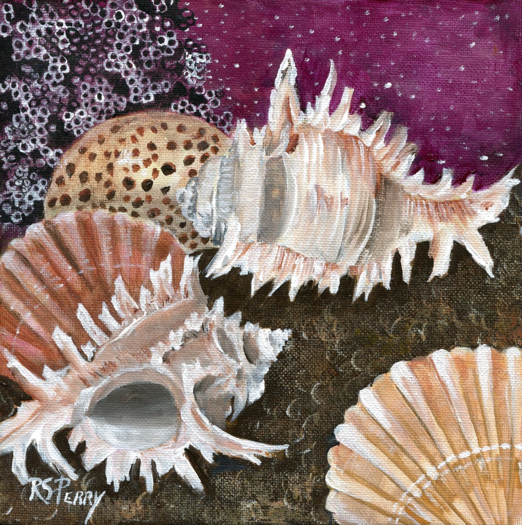 Barnicles, Tiger Cowie, Murex, Scallop internet