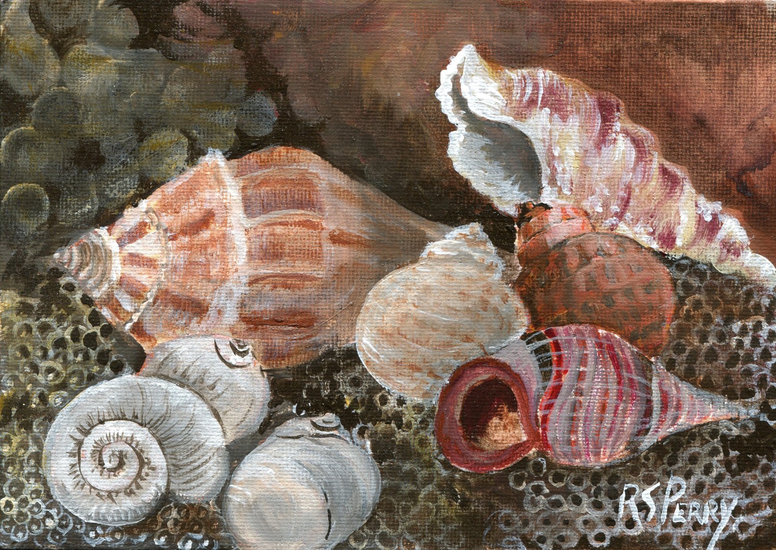 Knobbed Whelk, Cerith Snail, Moon Snails, Lewis Moon Snail, Colorful Atlantic Moon, Common Periwinkle internet