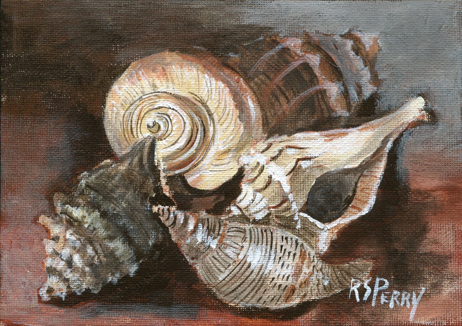 Knobbed Whelk, True Tulip, Lightning Whelk, Common American Sundia, Rugged Vitularia internet